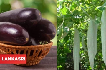 யாரெல்லாம் இந்த காய்கறிகளை சாப்பிடக்கூடாது? கட்டாயம் தெரிந்து கொள்ளுங்கள்