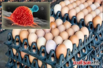 புற்றுநோய் உண்டாக்கும் முட்டை - இதற்கு உண்மை சான்று என்ன?