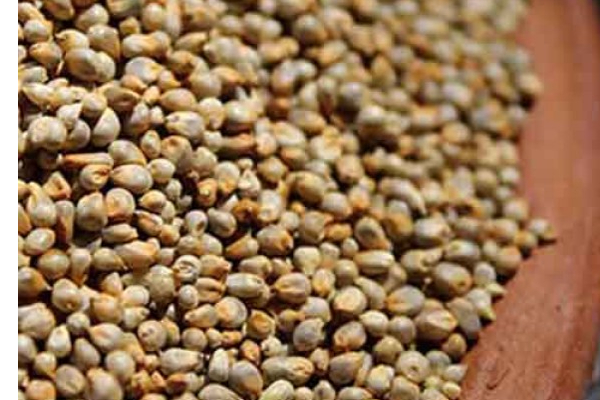 கெட்ட கொழுப்புகளை கரைத்து எடையை குறைக்கும் கம்பஞ்சோறு! எப்படி செய்வது? | Pearl Millet Rice