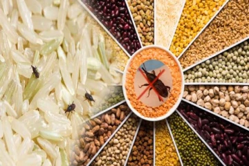 அரிசி, பருப்பு, தானியங்களில் வண்டு உருவாவதை தடுக்கணுமா? இதை செய்தாலே போதும்