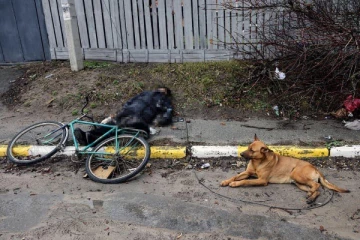 உக்ரைனில் கொல்லப்பட்ட உரிமையாளரை விட்டு பிரியமுடியாமல் துடித்த நாய்! வைரலாகும் சோக புகைப்படம்