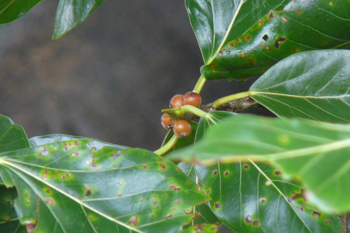அட்சய திருதியை: தங்கம் வாங்க முடியாதவர்கள் செய்ய வேண்டியவை | 2026 Akshaya Tritiya Is The Best Day To Buy Gold