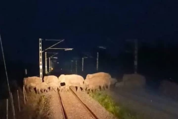 60 யானைகளின் உயிரை காப்பாற்றிய AI Technology! எவ்வாறு நடந்தது?