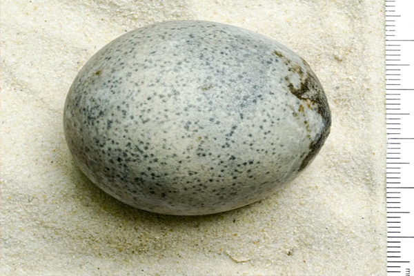 இங்கிலாந்தில் கண்டுப்பிடிக்கப்பட்ட மிகப் பழமையான முட்டை | 1700 Year Old Chicken Egg