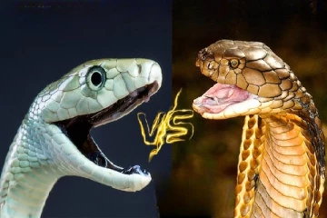 ராஜ நாகம் vs விரியன் பாம்பு இரண்டில் எது மிகவும் ஆபத்தானவை தெரியுமா?