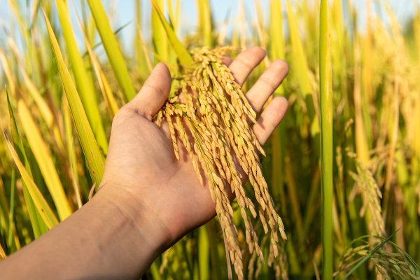 விவசாயிகளுக்கு கடன் தர மறுக்கும் இலங்கையின் வங்கிகள் | Rice Price Samba Rice Price In Sri Lanka