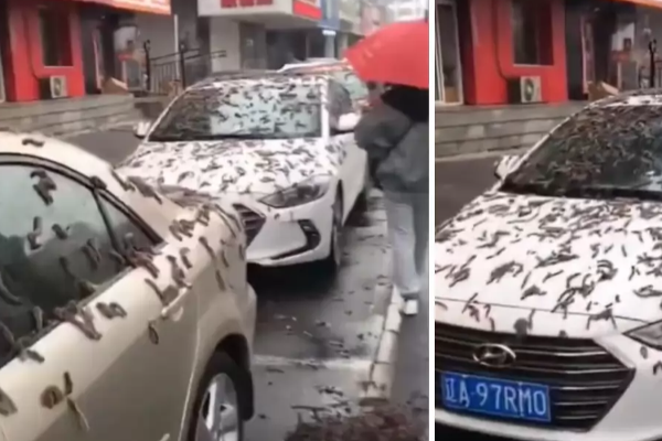 சீனாவில் திடீரென பெய்த புழு மழையால் பரபரப்பு!(Video) | The Sudden Rain Of Worms In China