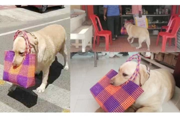 ‘மீனு வேணுமா... கறி வேணுமா... கட்டளையிடுங்கள் எஜமான்’ - கடைகளுக்கு சென்று பொருட்களை வாங்கி வரும் நாய்!