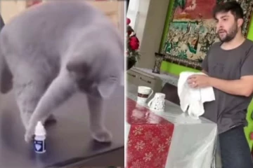 ஒருவேளை நம்மளையும் இப்படித்தான் சாத்துவாரோ? உஷாராகிய பூனை செய்த காரியம்