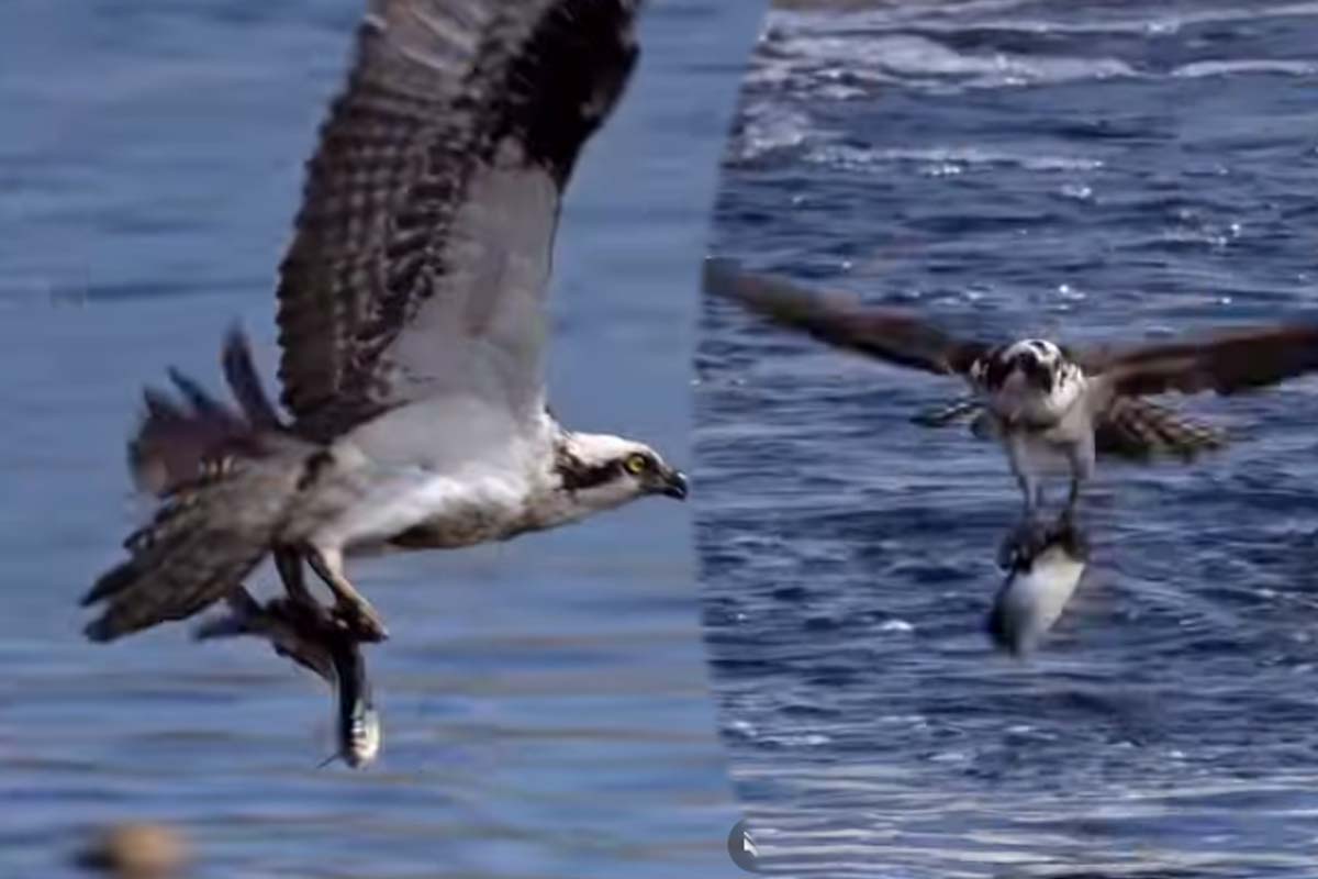Viral Video: தண்ணீரில் தென்பட்ட மீன்... கழுகின் அசத்தான வேட்டை காட்சி | Eagle Hunt One Fish Viral Video