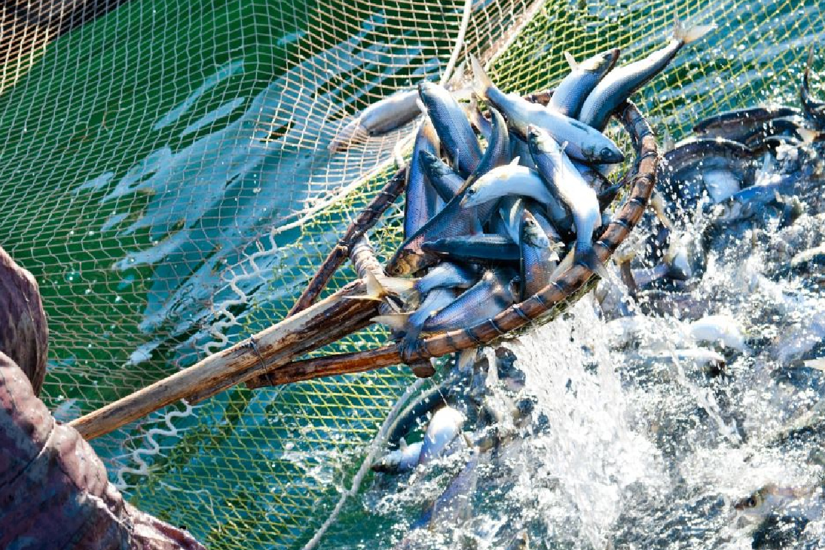 இலங்கைக் கடற்பரப்பில் குறையும் மீன் வளம்! | Declining Fish Stocks In Sri Lankan Waters
