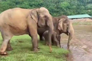 தண்ணீரில் இறங்கும் குட்டியை பாதுகாக்க யானைகள் செய்த காரியம்... நெகிழ வைக்கும் காணொளி
