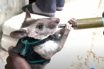 களமிறங்கும் எலிப்படையினர்! தோள் கொடுக்கும் மறு அவதாரம்...மிரள வைத்த ஆராச்சியாளர்கள்