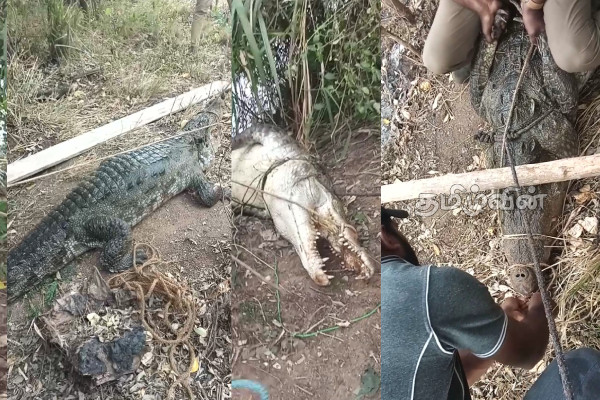மாடுகளை வேட்டையாடி வந்த 9 அடி நீளமான பாரிய முதலையொன்று உயிருடன் மீட்பு | Crocodile Baited And Rescued Alive Puttalam