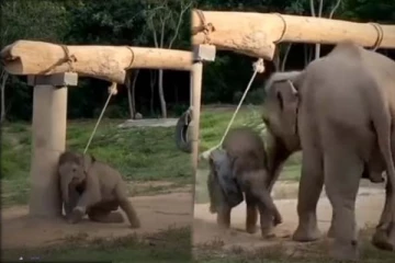 ஆபத்தில் சிக்கி அம்மாவை அழைத்த குட்டியானை: மின்னல் வேகத்தில் வந்த தாய் யானை செய்த காரியத்தைப் பாருங்க