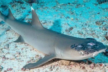 சுறாக்களுக்கு ஏற்பட்டுள்ள பாரிய ஆபத்து: விஞ்ஞானிகள் தெரிவித்த காரணம்.!