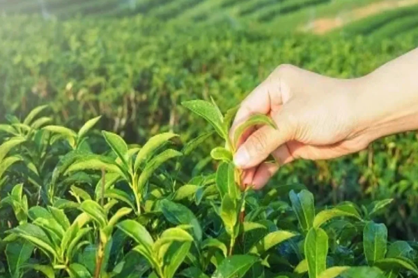 இந்தியர்கள் பால் கலந்து தேனீர் குடிக்க காரணம் என்ன? | Why Do Indians Drink Tea With Milk Reason இந்தியர்கள் பால் கலந்து தேனீர் குடிக்க காரணம் என்ன? | Why Do Indians Drink Tea With Milk Reason