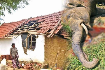 මිනිසුන් ඉවත් කරයි - අලි - මිනිස් ගැටුමට නවතම පිළියමක්..!