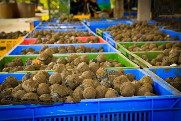 இலங்கை அரசாங்க காட்டுப் பகுதியில் விதைக்குண்டு தாக்குதல்! (Photos) | A Seed Bomb Attack In Sri Lankan Jungle Army