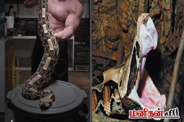 கொடிய விஷம் கொண்ட Gaboon Viper பாம்பை அசால்ட்டாக தூக்கிய நபர்! மெய்சிலிர்க்கும் காட்சி