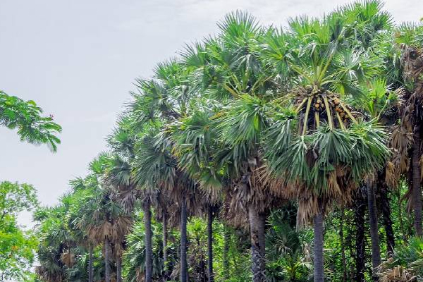 பளையில் பெரும் சோகத்தை ஏற்படுத்திய குடும்பஸ்தரின் உயிரிழப்பு! | Fell From A Palm Tree And Died Family Man