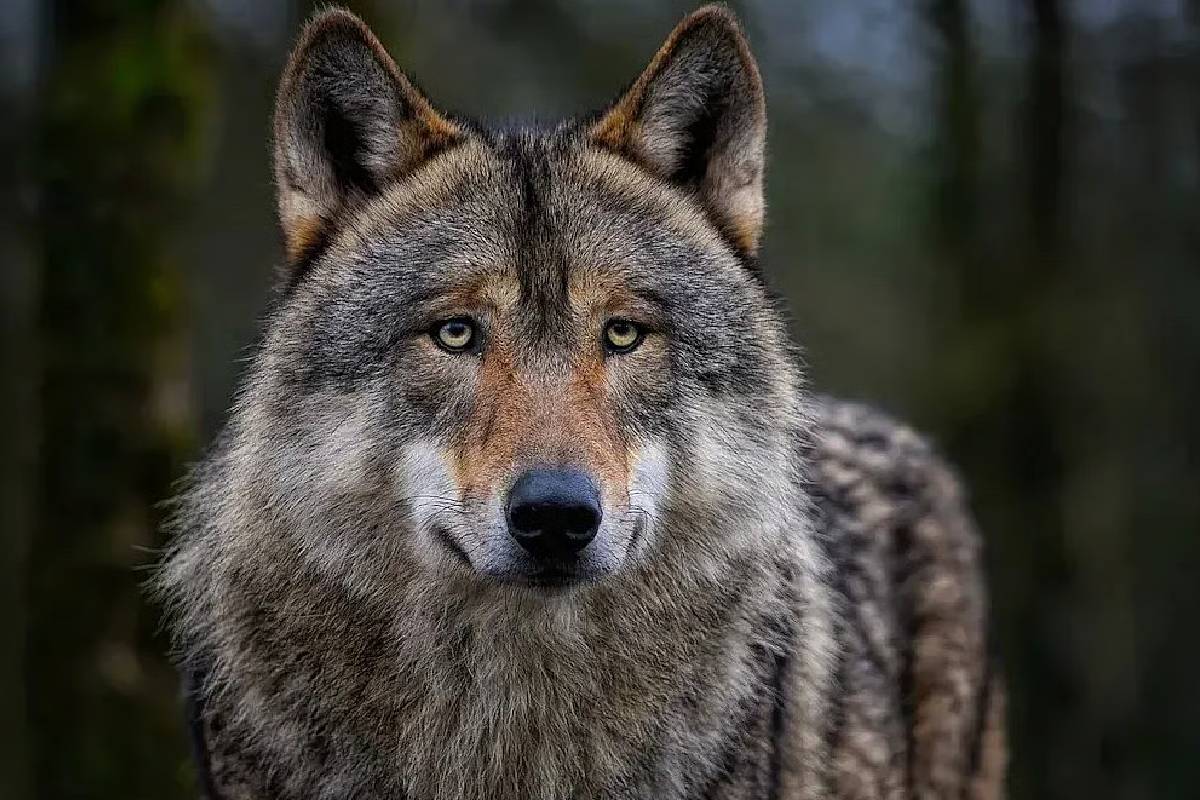 சிங்கத்தையே மிஞ்சும் ஓநாயின் நேர்மை பற்றி தெரியுமா? பலரும் அறியாத தகவல்! | What Are Interesting Facts About Wolves