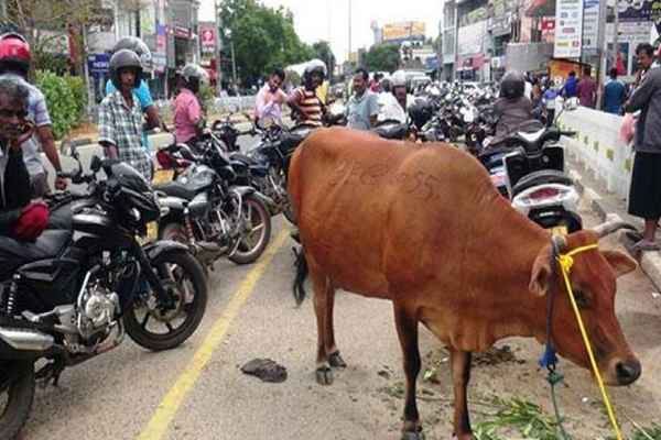 இலங்கையில் பெற்றோல் வாங்க வரிசையில் நின்ற பசு மாடு! வைரலாகும் புகைப்படம் | A Cow Standing In Line To Buy Petrol In Sri Lanka