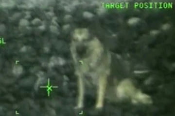 அமெரிக்காவில் 300 அடி ஆழத்தில் விழுந்து காயமடைந்த நாய்: ஹெலிகாப்டர் உதவியுடன் மீட்ட கடலோர காவல்படை