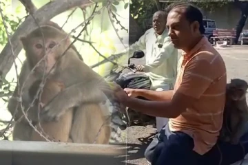 அதிகமாக சேட்டை செய்து பொலிஸாரிடம் சிக்கிய குரங்கு! தீயாய் பரவும் வீடியோக்காட்சி!