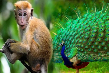 இலங்கையிலிருந்து குரங்குகளை மட்டுமல்ல மயில்களையும் ஏற்றுமதி செய்ய வேண்டும்: பாலித ரங்கே பண்டார