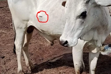 தமிழரது கால்நடைகளை துப்பாக்கியால் சுடும் பெரும்பான்மையினத்தவர் - இன்றும் தாக்குதல் ( படங்கள்)