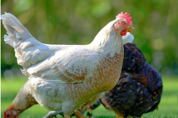 பிரித்தானியாவில் ஏற்பட்டுள்ள மற்றுமொரு அச்சுறுத்தல்! | Contagious Bird Flu In A Village In Britain