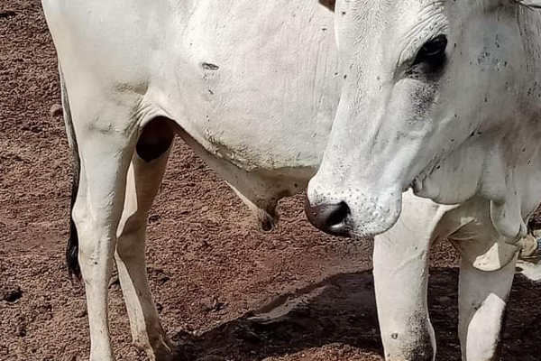 தமிழரது கால்நடைகளை துப்பாக்கியால் சுடும் பெரும்பான்மையினத்தவர் - இன்றும் தாக்குதல் ( படங்கள்) | Tamil People Attack Sinhalese Land Grabbing