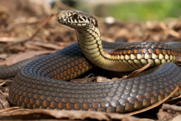 பாம்பு தீண்டி பெண் ஒருவர் பலி