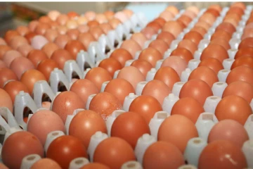 இறக்குமதி செய்யப்பட்ட முட்டைகளுக்கு சுகாதார சான்றிதழ்!