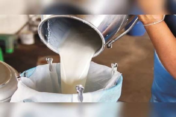 அதிகரித்துள்ள கறவை மாடுகள் திருட்டு - பால் தட்டுப்பாடு ஏற்படும் அபாயம் | Cattle Theft On The Rise