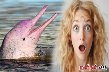 இந்த டால்பின் இளஞ்சிவப்பு நிறத்தில் இருப்பது ஏன்னு தெரியுமா?