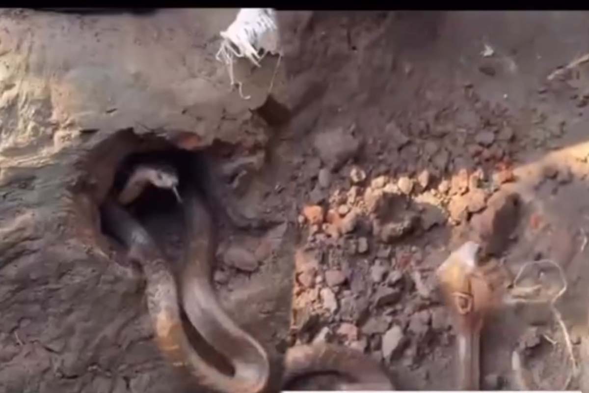 Viral Video: மணலை தோண்ட தோண்ட ஏற்பட்ட பகீர்... குட்டிகளுடன் படமெடுத்த தாய் பாம்பு | Multiple Snakes Emerged Traditional Mud Stove