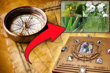 இந்த செடிகளை வீட்டில் வைக்காதீங்க - மீறினால் பணக்கஷ்டம் வரும்