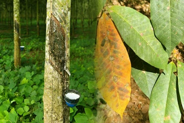 இறப்பர் உற்பத்தியில் கடும் வீழ்ச்சி