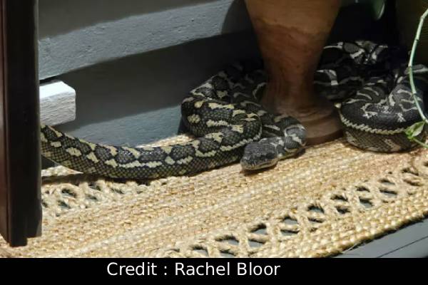 தூக்கத்திலிருந்த கண் விழித்த பெண்ணொருவருக்கு காத்திருந்த திகில் | Aus Woman Wake To Find Python Resting On Her Chest