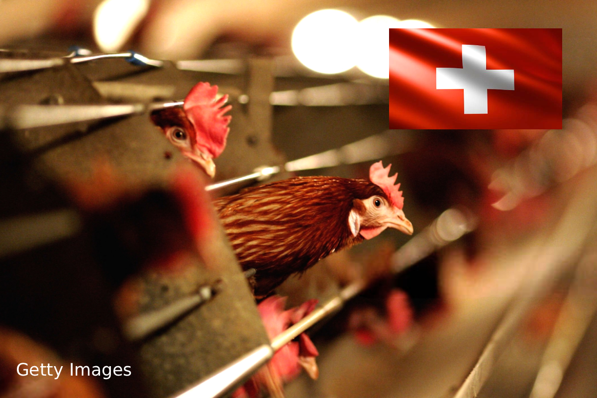 Switzerland chicken consumption rise, Swiss poultry imports Brazil, Chicken demand vs local supply, Swiss farmers poultry shift, Fast food chicken trend Switzerland, Swiss meat consumption 2026 #Switzerland #ChickenDemand #PoultryMarket #FoodTrends #SwissFarmers #MeatConsumption #GlobalTrade
