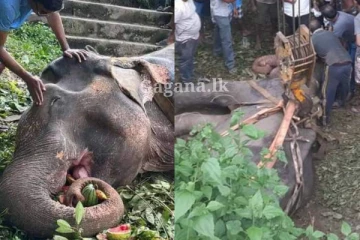 නාන්න ගිය විසල් සද්ධන්තයෙක් අඩි 20ක් පමණ පහලට එකවරම ඇදගෙන වැටෙයි - ලංකාවම හඬවමින්, දැඩි අසාධ්ය තත්ත්වයේ සිටි සද්ධන්තයා ගන්න දොඹකරයකුත් එයි.. (PHOTOS)