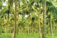 මේ වගාකරුවන්ට රජයෙන් විශේෂ සහනාධාරයක් - ගෙවන ගාණ වෙන වෙනම මෙන්න