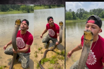 Viral Video: 12 அடி நீளமுள்ள ராஜ நாகப்பாம்பின் தலையில் முத்தமிட்ட நபர்