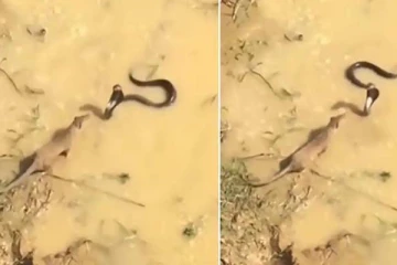 பாம்பிற்கும் கீரிக்கும் அரங்கேறிய சண்டை! சமாளிக்க முடியாத பாம்பின் பரிதாப நிலை