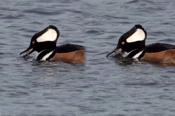 Viral Video: தம்மாத்துண்டு நண்டை சாப்பிடுவதற்கு இவ்வளவு நேரமா? அட்டகாசமான சுவாரசிய காட்சி | Hooded Merganser Eating A Small Crab Viral Video: தம்மாத்துண்டு நண்டை சாப்பிடுவதற்கு இவ்வளவு நேரமா? அட்டகாசமான சுவாரசிய காட்சி | Hooded Merganser Eating A Small Crab