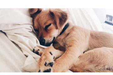 பணியின்போது தூங்கிய போலீஸ் நாய்..அரசு எடுத்த வினோத நடவடிக்கை - அதிர்ச்சியில் மக்கள்!