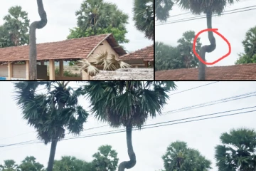 முல்லைத்தீவு சிலாவத்தைச் சந்தைக்கு முன்னுள்ள ஆபத்தான மரம்