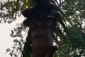 மரத்தை சுற்றி வளைத்த 15 அடி நீளமுள்ள  ராட்சத மலைப்பாம்பு!  உச்சிக்கே சென்ற அரிய காட்சி